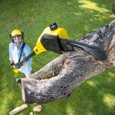 Best Lawn Disease Treatment  in Wayland, IA